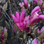 Magnolia Susan - Flowers