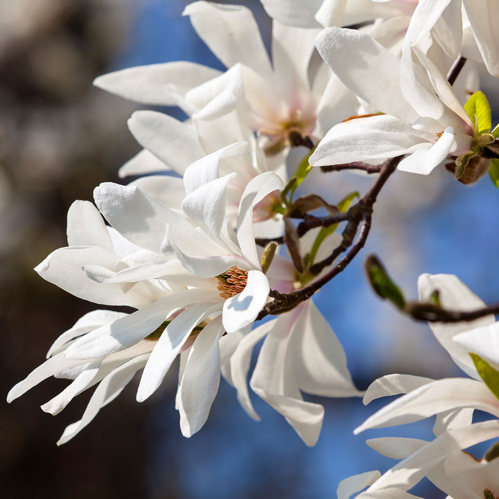 Magnolia kobus - Flowers