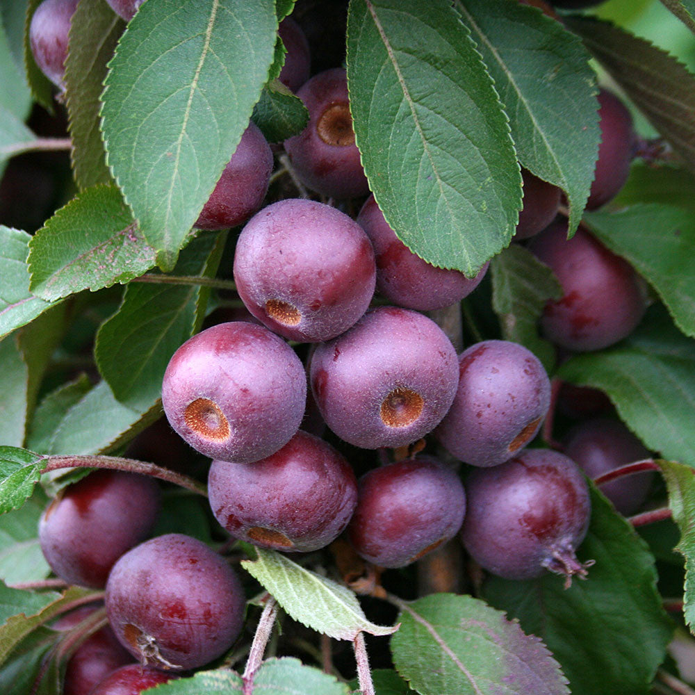Malus Laura - Fruits