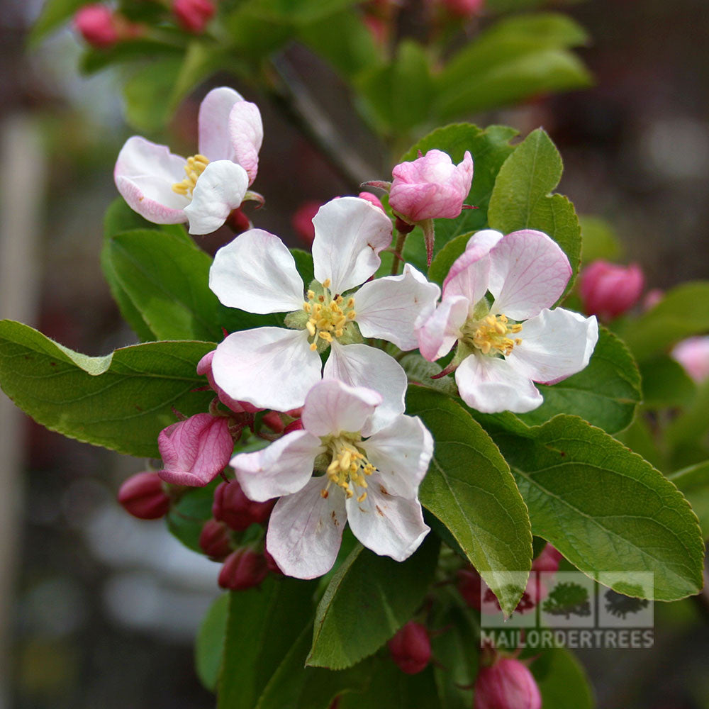 Malus Red Sentinel - Flowers