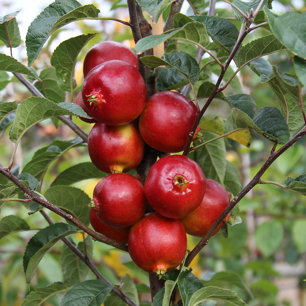 Malus Rosehip - Fruits