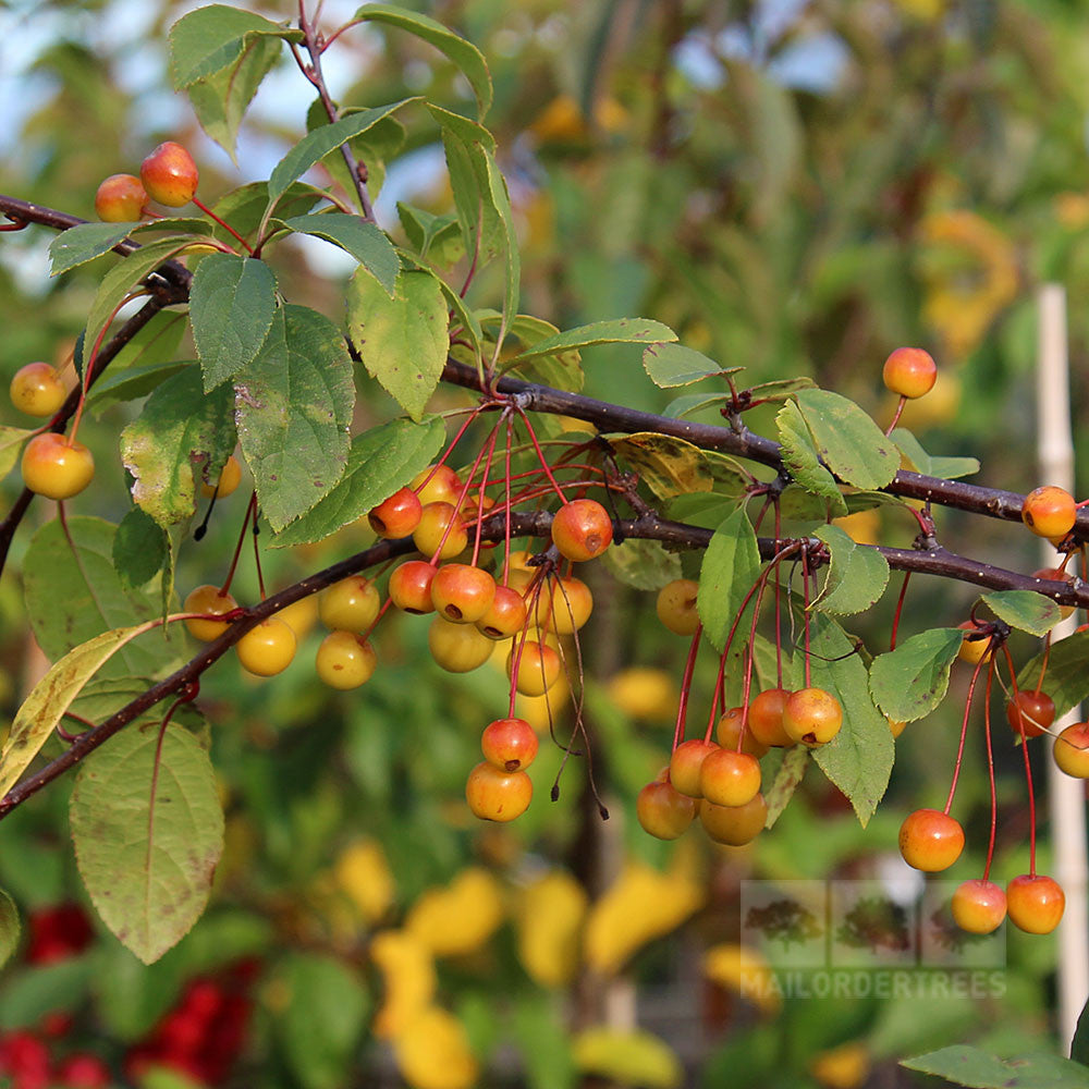 Malus floribunda - Fruits