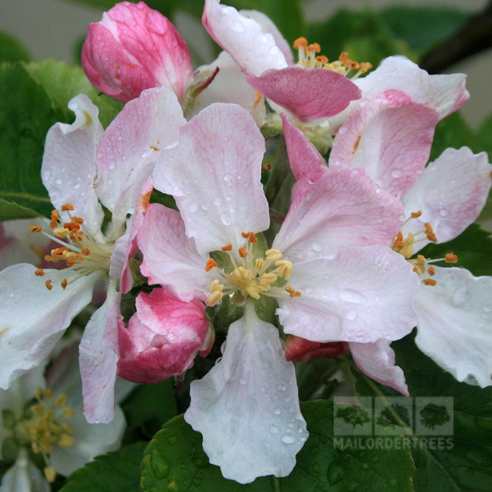 Malus Jumbo - Flowers