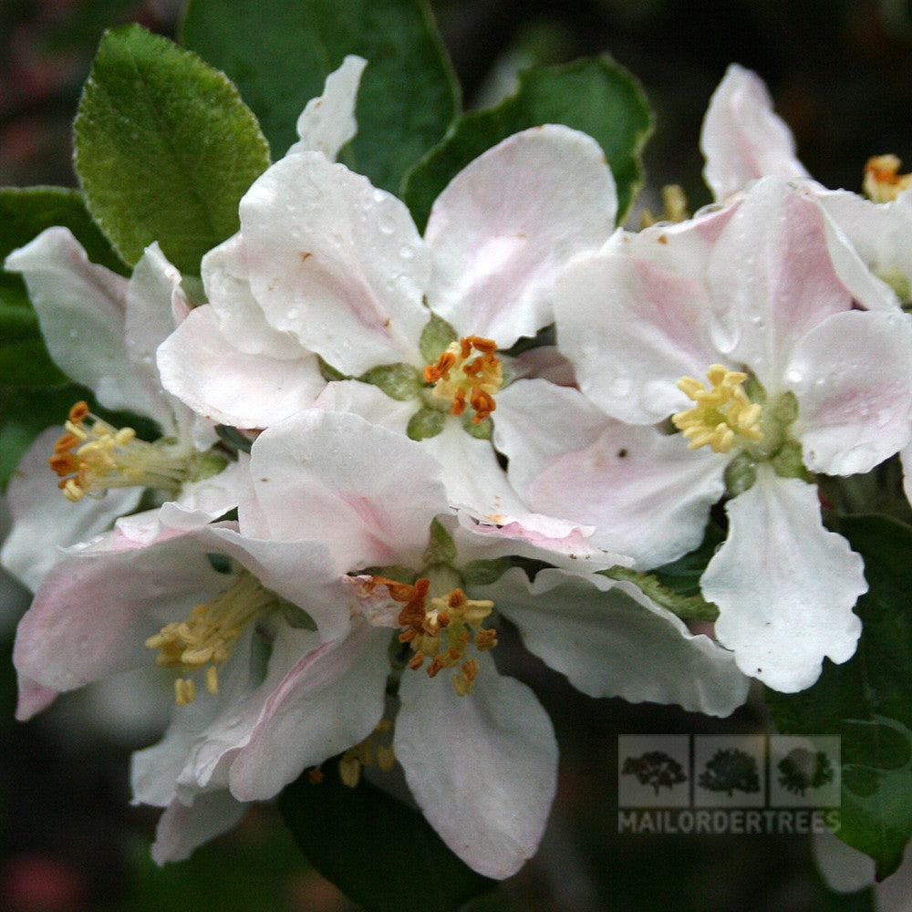 Malus Ribston Pippin - Flowers