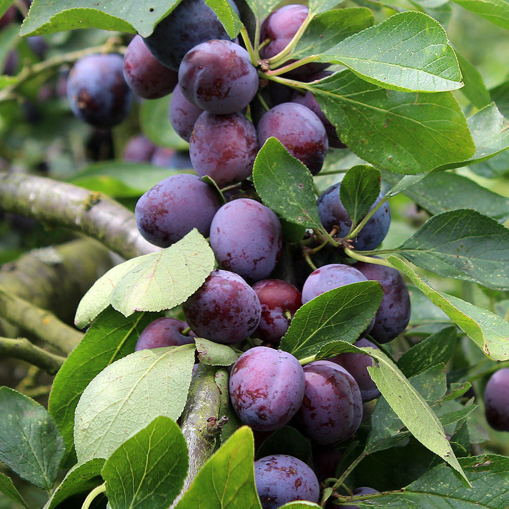 Prunus Opal - Fruits