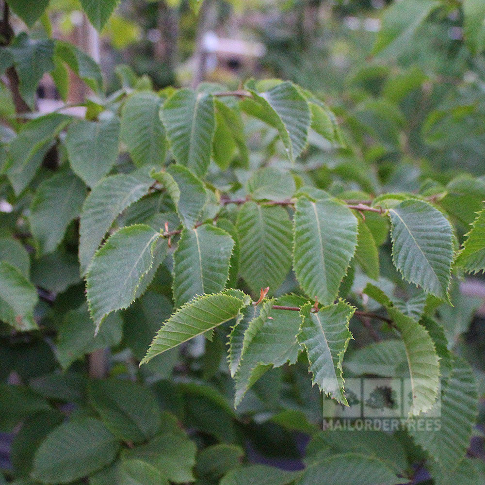 Ostrya carpinifolia - Foliage