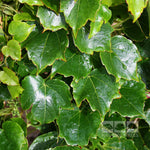 Parthenocissus tricuspidata Robusta - Foliage