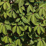 Parthenocissus henryana - Foliage