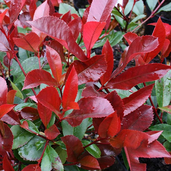 Photinia Red Robin - Foliage