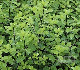 Pittosporum Tenuifolium - Foliage
