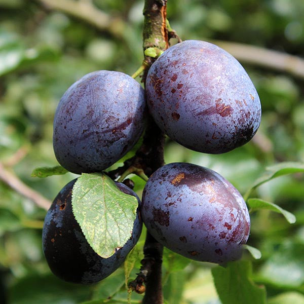 Prunus Violetta - Fruits