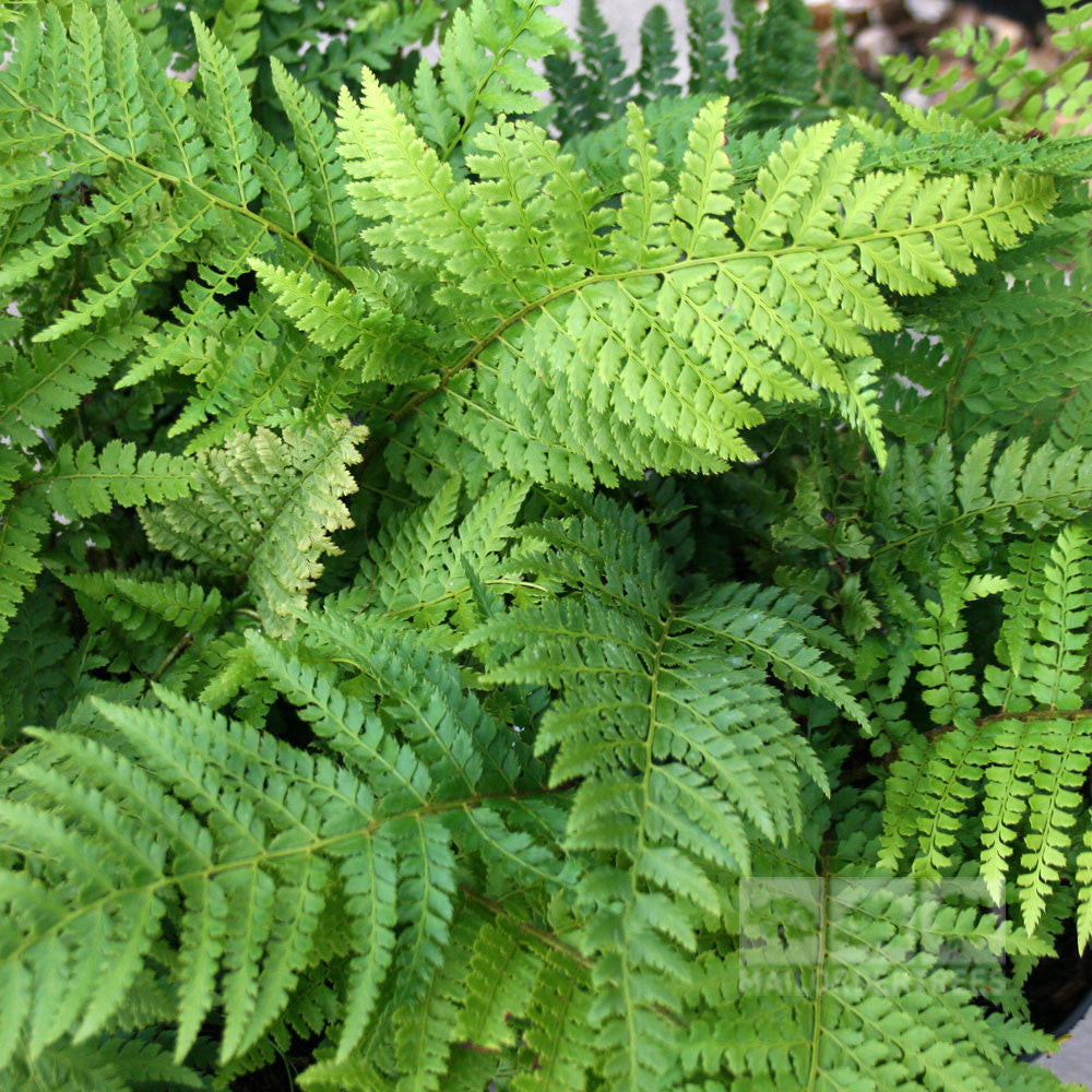 Polystichum Dahlem - Foliage