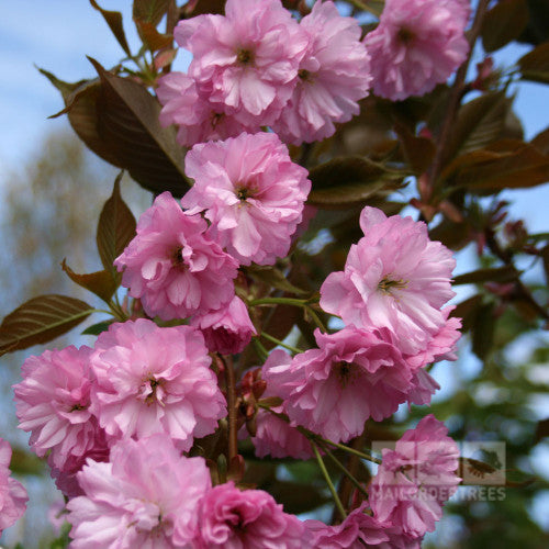 Prunus Kanzan - Flowers