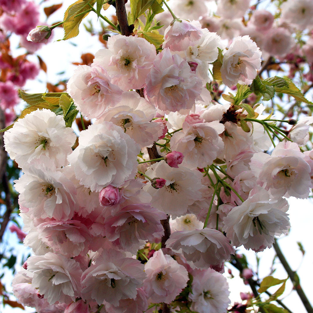 Prunus Shogetsu - Flowers