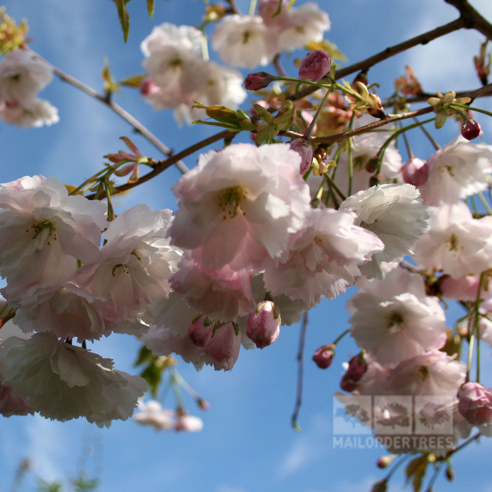 Prunus Shogetsu - Flowers