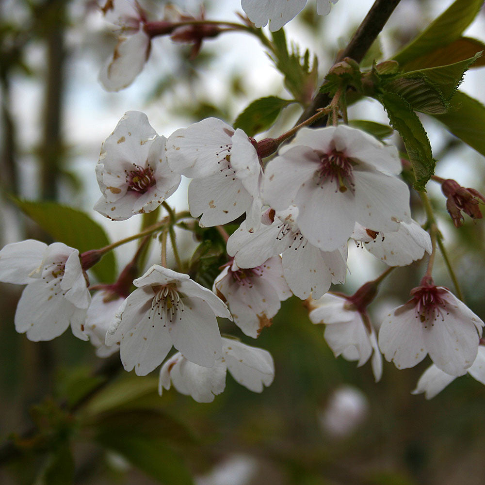 Prunus Pandora - Flowers
