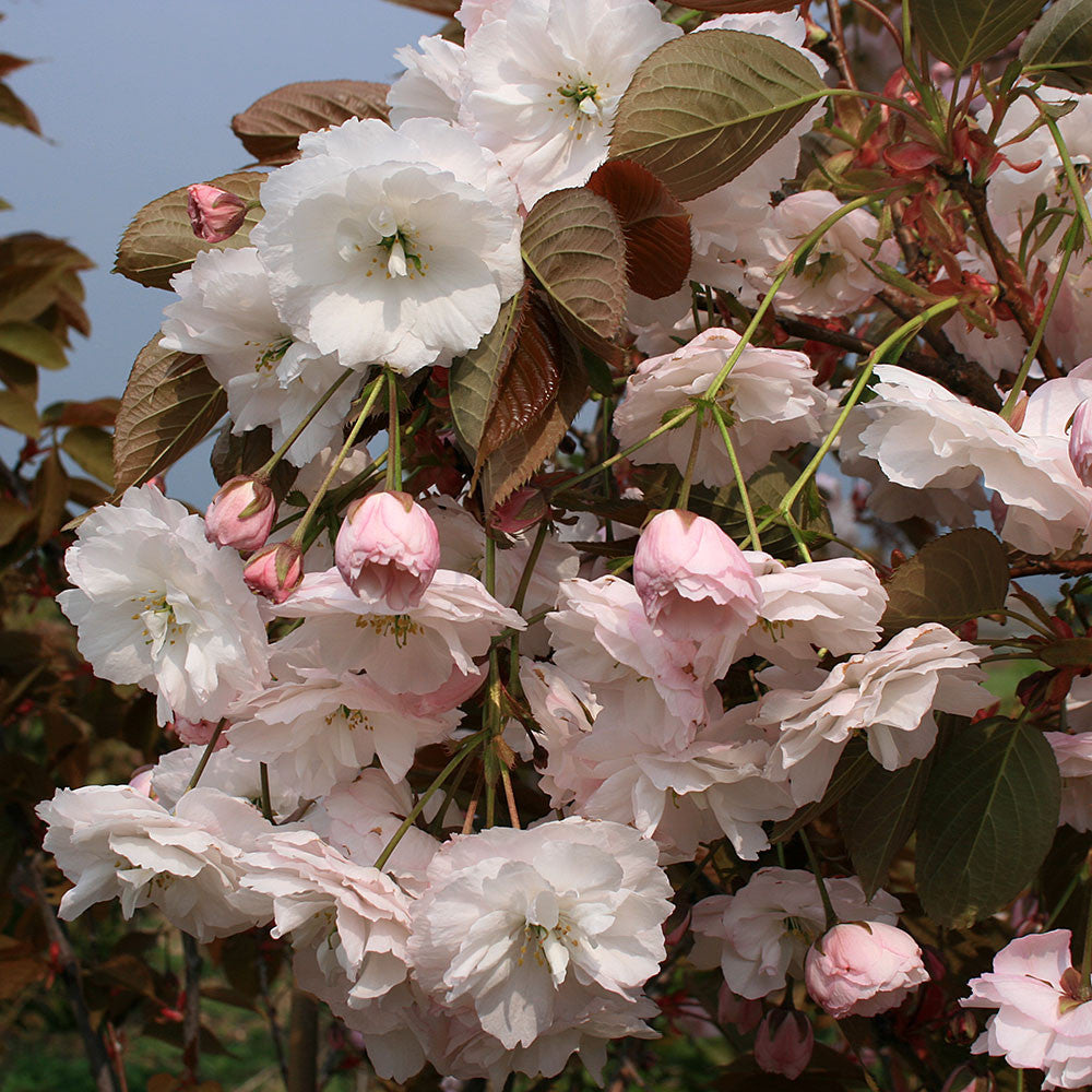 Prunus Shorifugen - Flowers