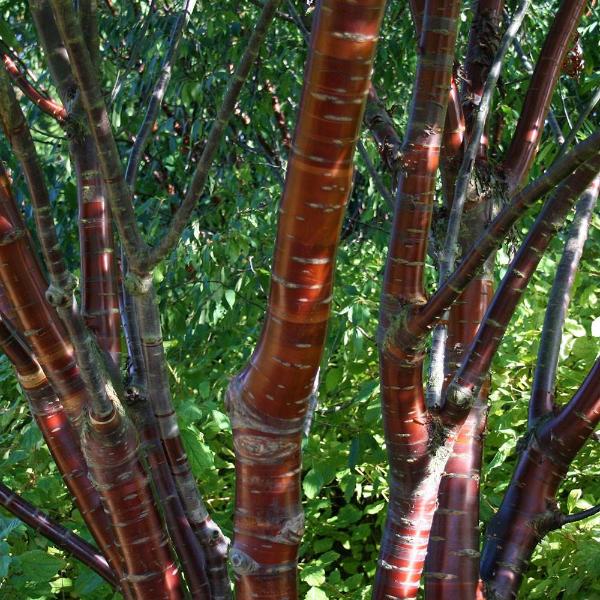 Prunus Tibetica - Bark