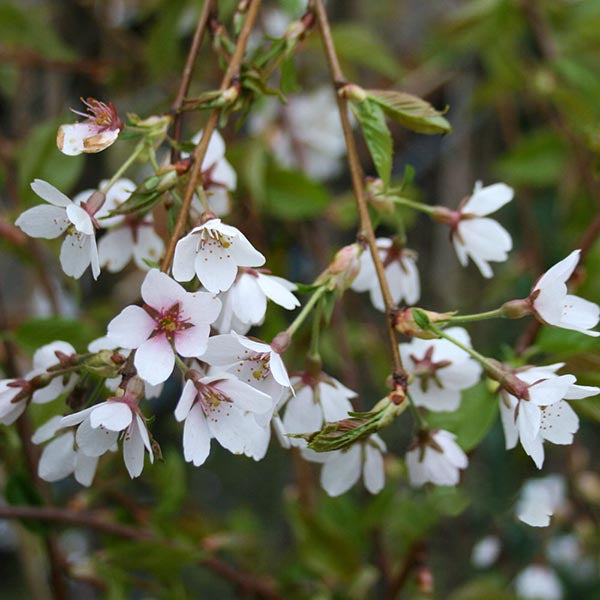 Prunus Shidare Yoshino - Flowers
