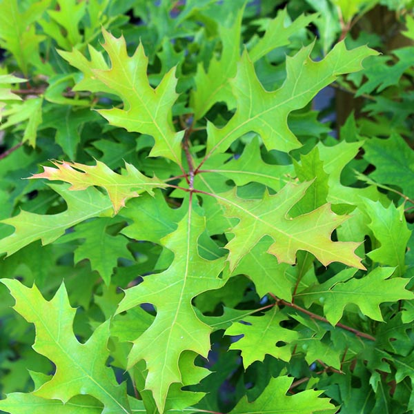 Quercus palustris - Spring Foliage