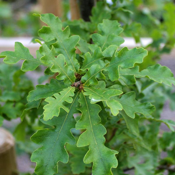 Quercus cerris - Foliage