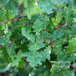 Quercus robur - Foliage