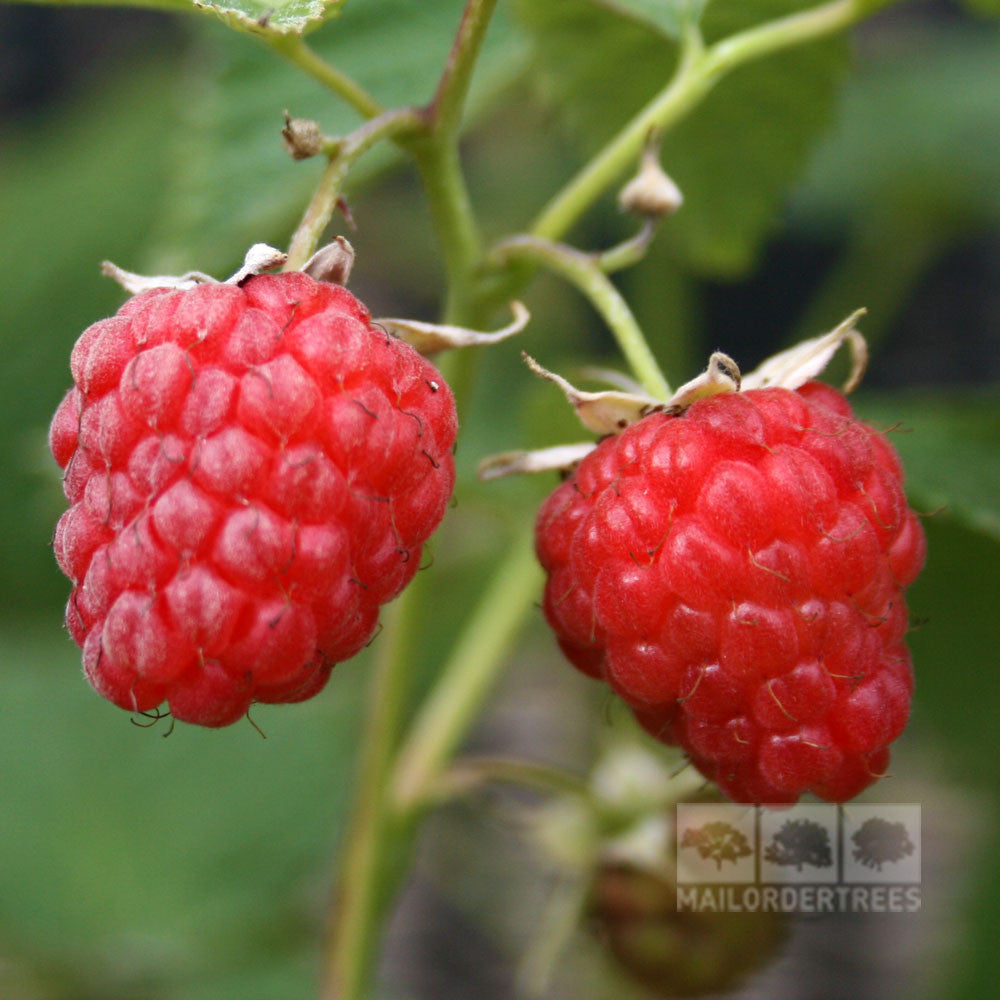 Rubus Glen Cova - Fruit