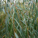 Salix Chrysocoma - Foliage
