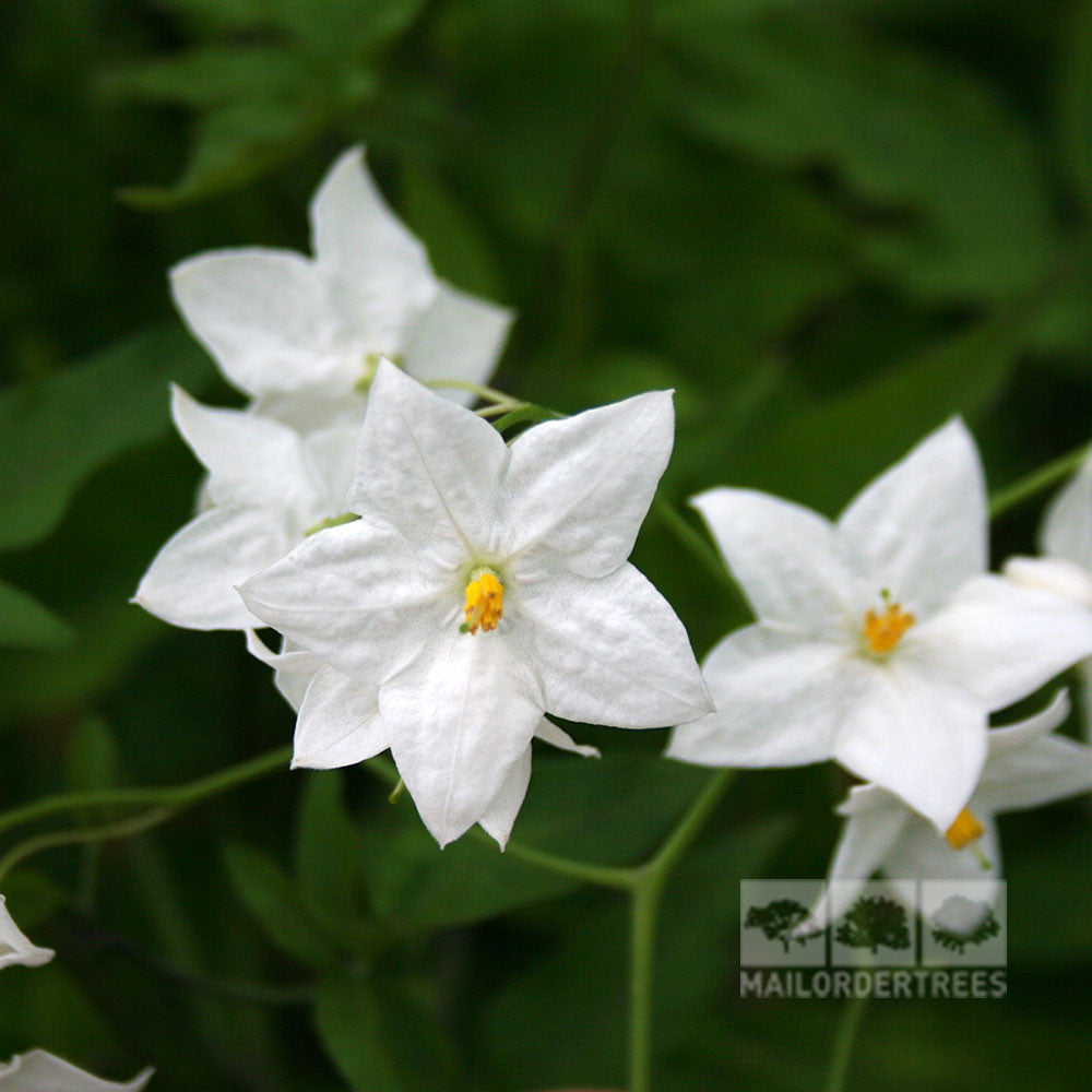 Solanum Album - Flowers