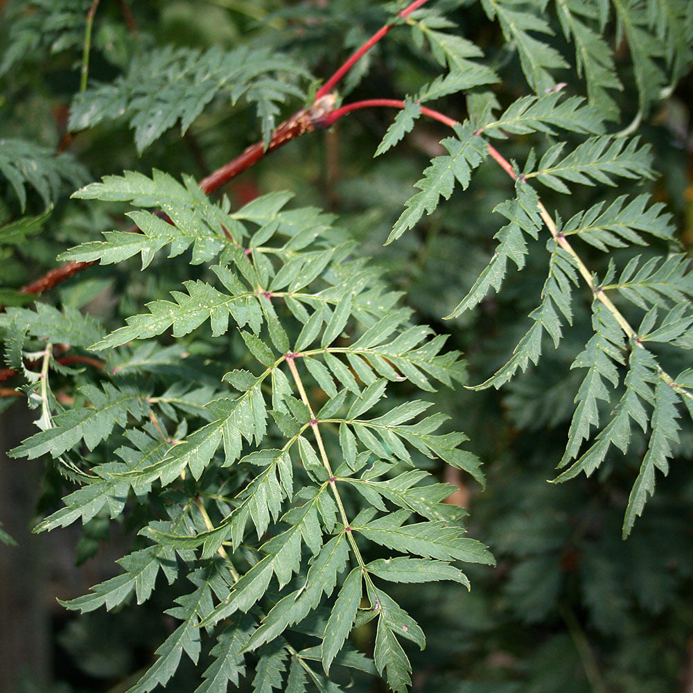 Sorbus Asplenifolia - Foliage