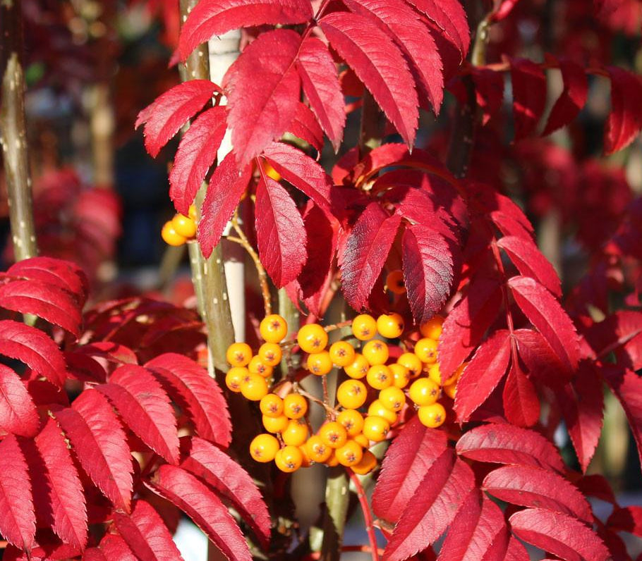 Sorbus Autumn Spire - Berries