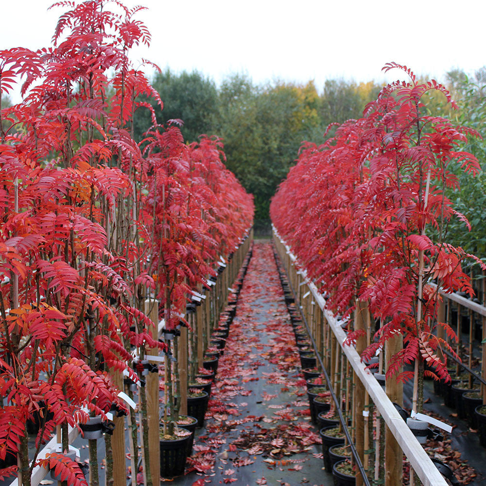 Sorbus Autumn Spire - Autumn Colour
