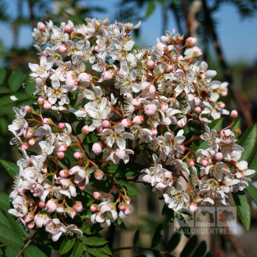 Sorbus cashmiriana - Flowers