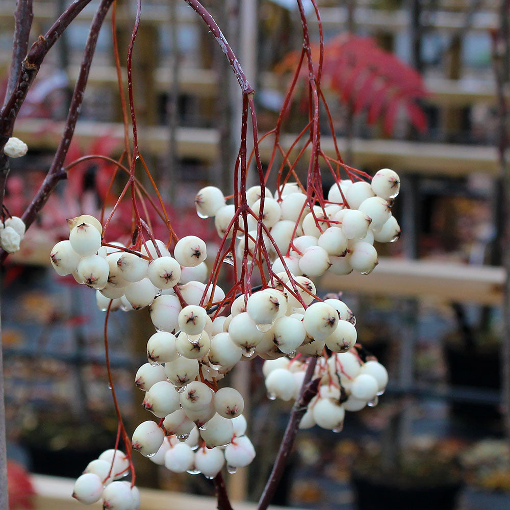 Sorbus cashmiriana - Fruits