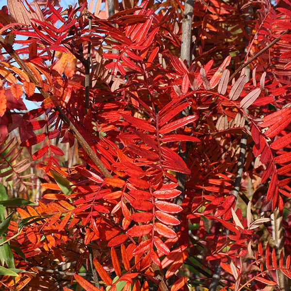 Sorbus scalaris - Autumn Foliage