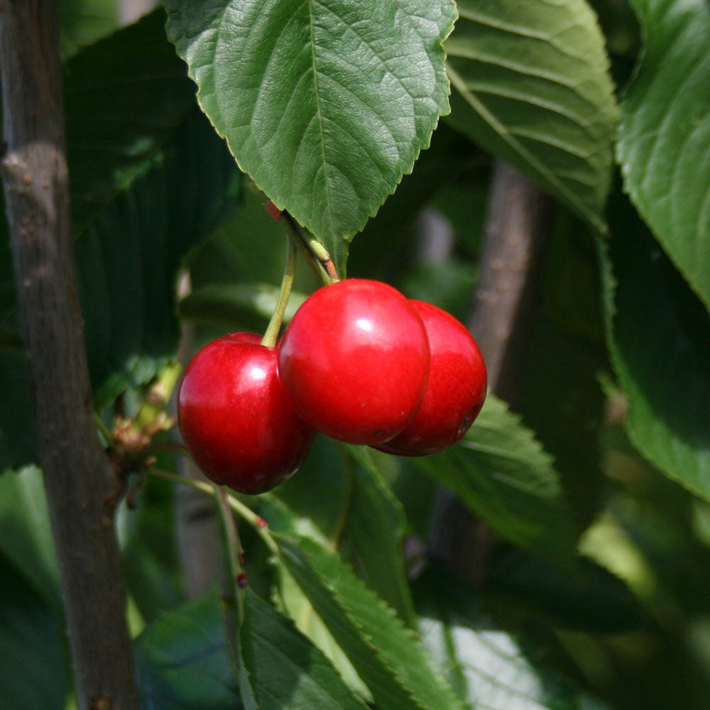 Prunus Stella - Fruits