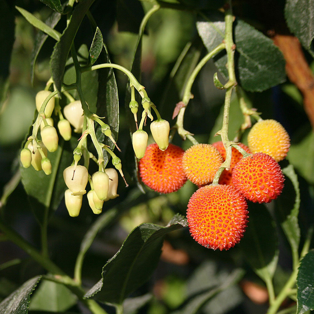 Arbutus unedo - Flowers & Fruits
