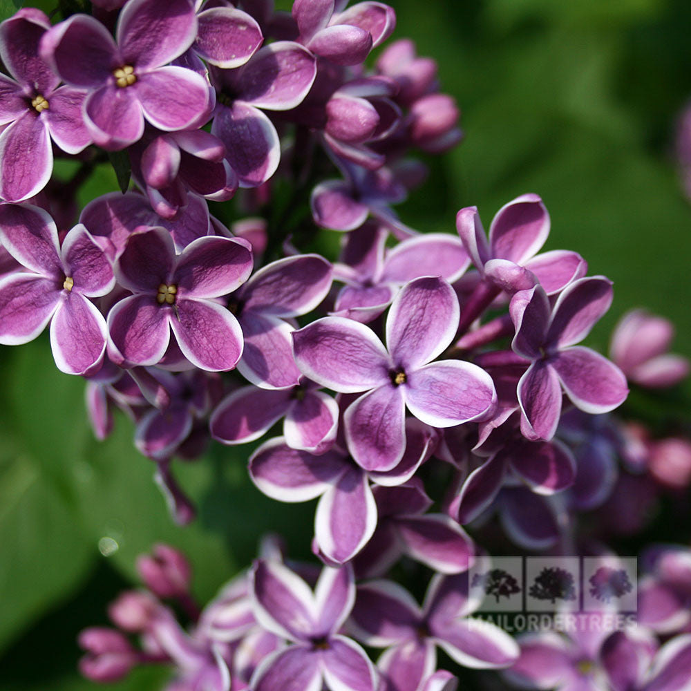 Syringa Sensation - Flowers