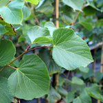 Tilia Pallida - Foliage
