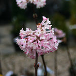 Viburnum x bodnantense Dawn - Flower