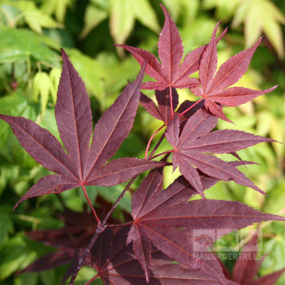Acer Atropurpureum - Summer Foliage