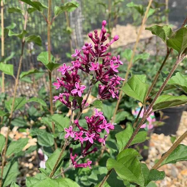 Syringa Boomerang Dark Purple