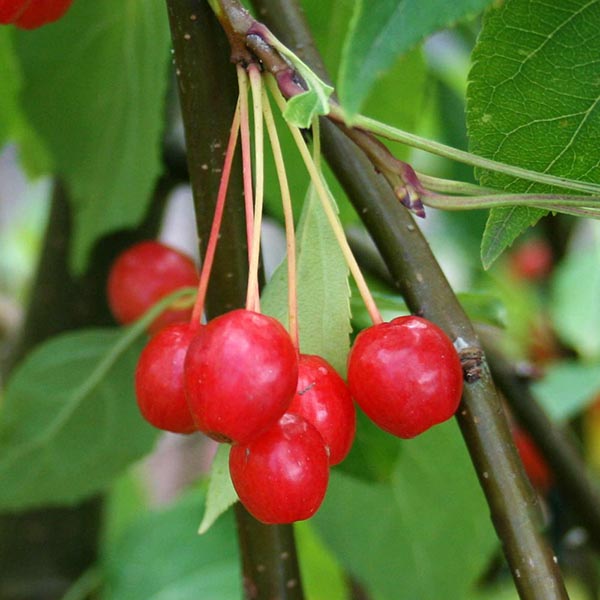 Malus Red Jade - Fruits
