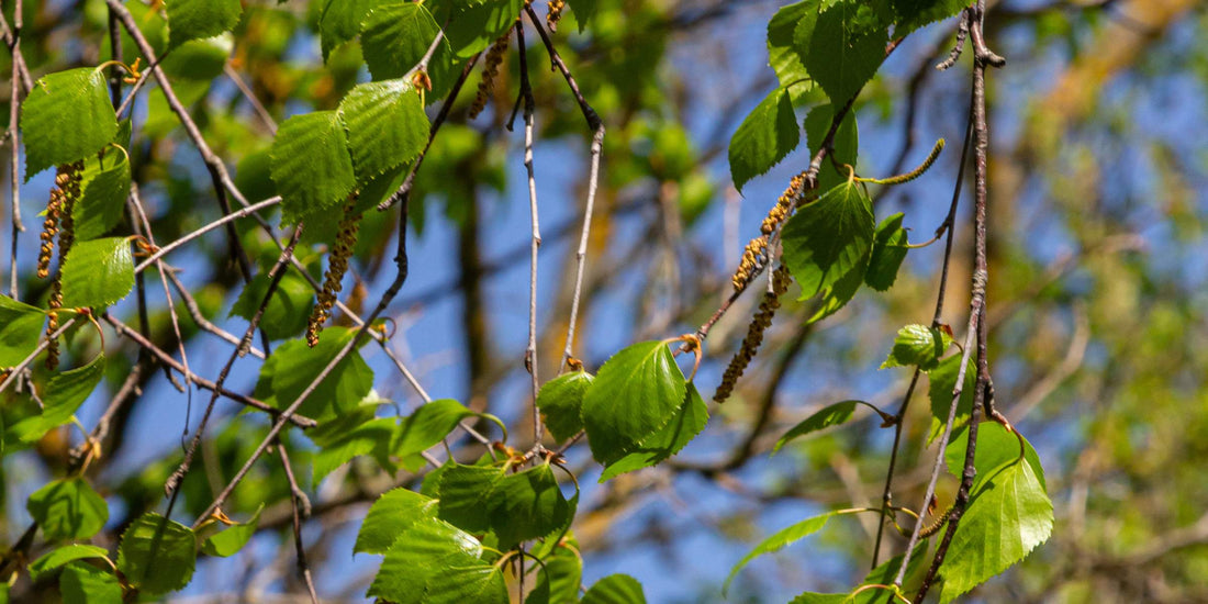 Drooping leaves