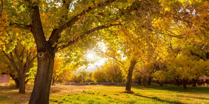 Autumn garden showing brown leaves on the trees
