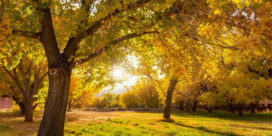 Autumn garden showing brown leaves on the trees