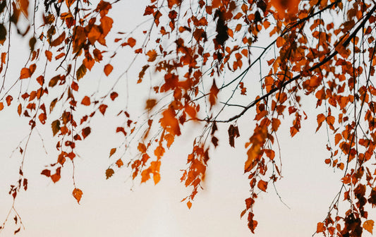 How to Plant Trees in Autumn