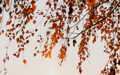 How to Plant Trees in Autumn