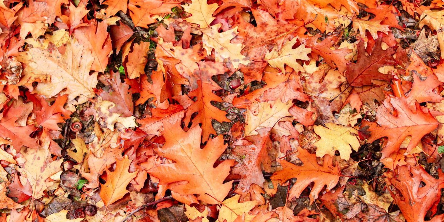 Autumn leaves