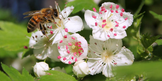 Bee on a hawthorn flower